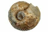 Jurassic Ammonite (Cadoceras) Fossil - Gloucestershire, England #262533-1